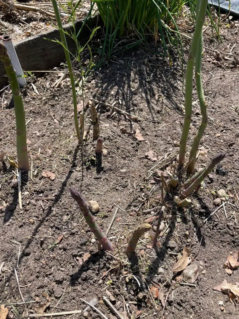 Asparagus growing from the ground.