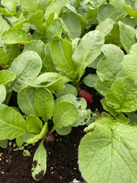 A radish growing in a raised bed with sprinkled coffee grounds in the garden.