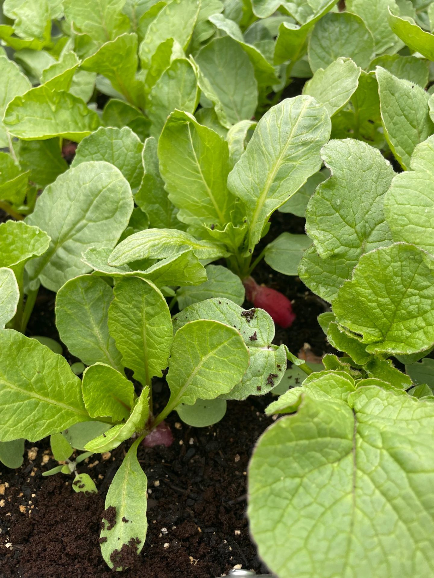 A radish growing in a raised bed with sprinkled coffee grounds in the garden.