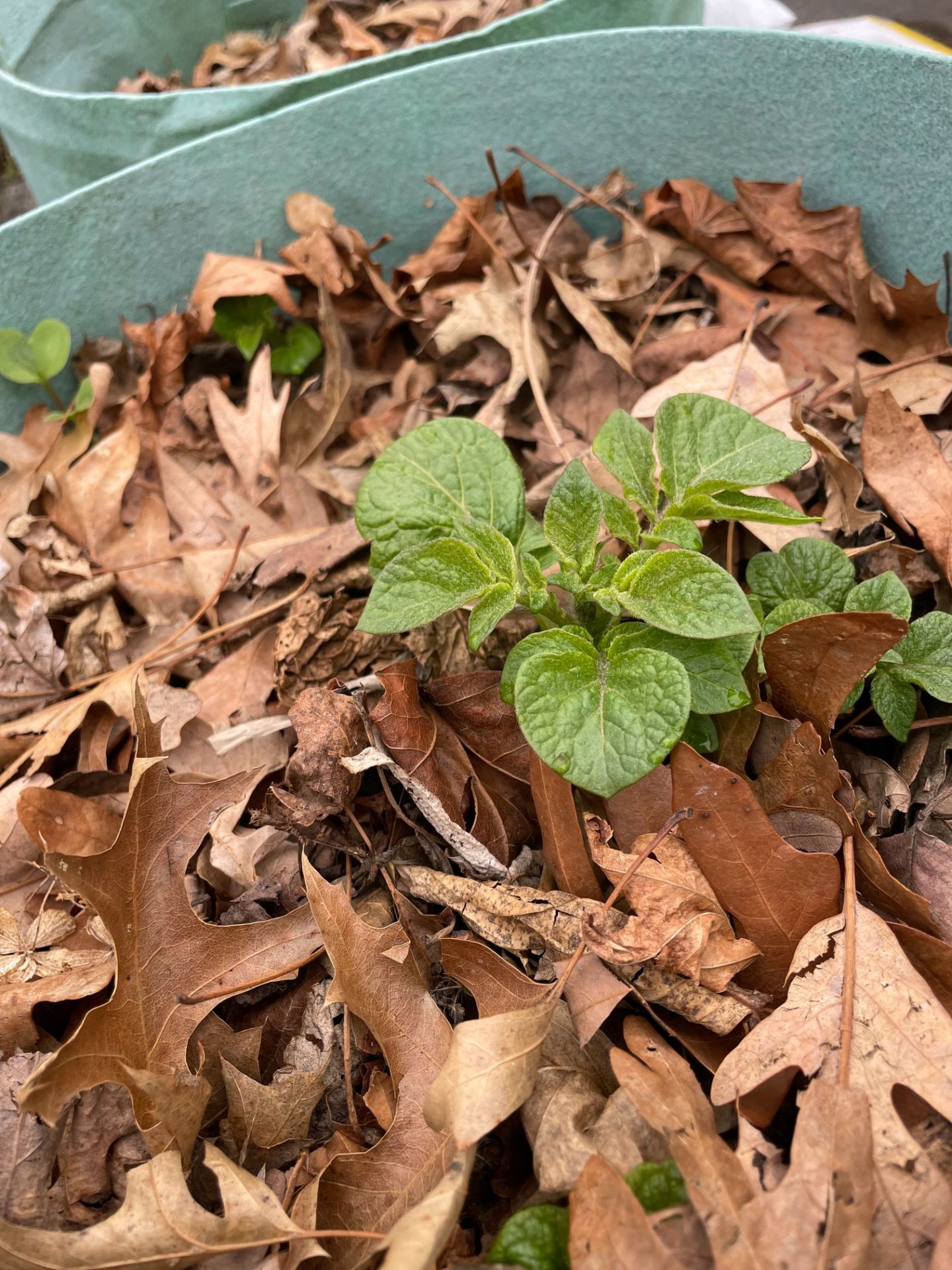 A potato bag with leaves covering it.