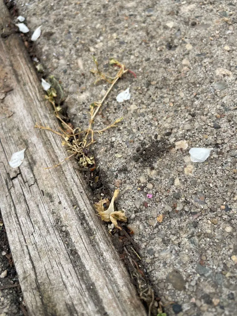 Two small weeds growing in between a crack of concrete.