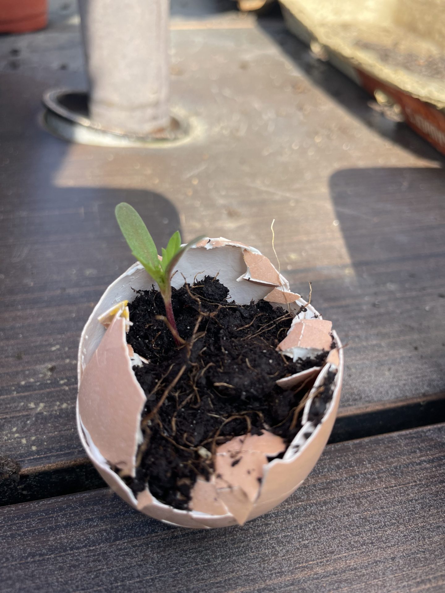 Half on egg shell with a seedling growing out of it.