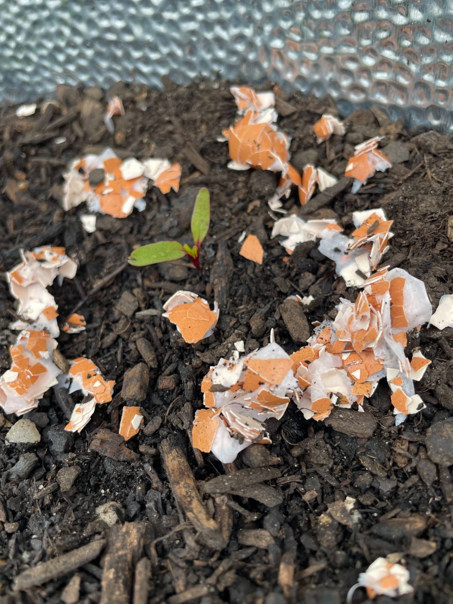 A plant circled with crushed eggshells.