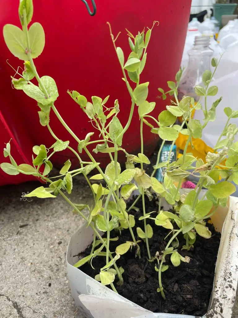 Sugar peas growing in a plastic jug.