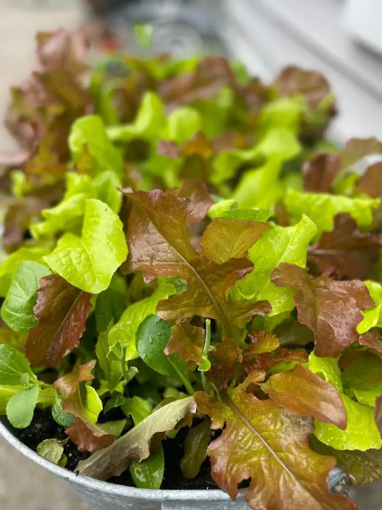 A close up of lettuce leaves growing in a container.