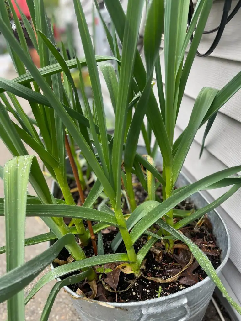 Close up of garlic grown in a container.