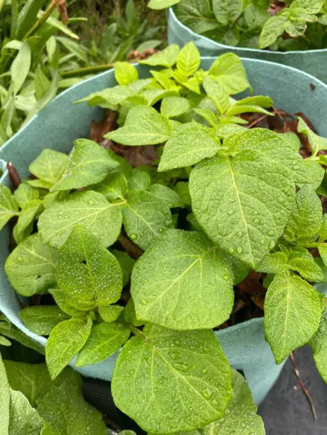 Potatoes growing in fabric pots.