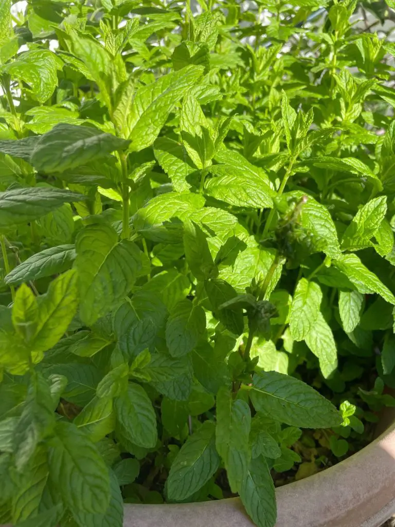 A close up of mint leaves. Have the leaves are bright because of the sunlight hitting them.