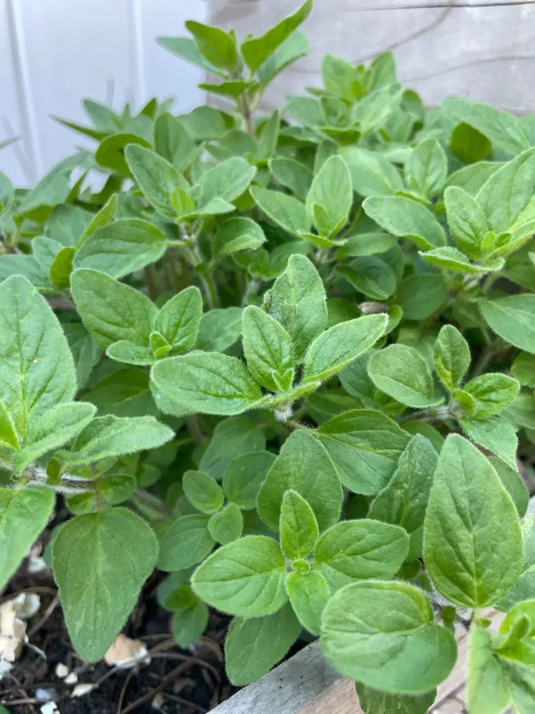 A close up of oregano leaves.