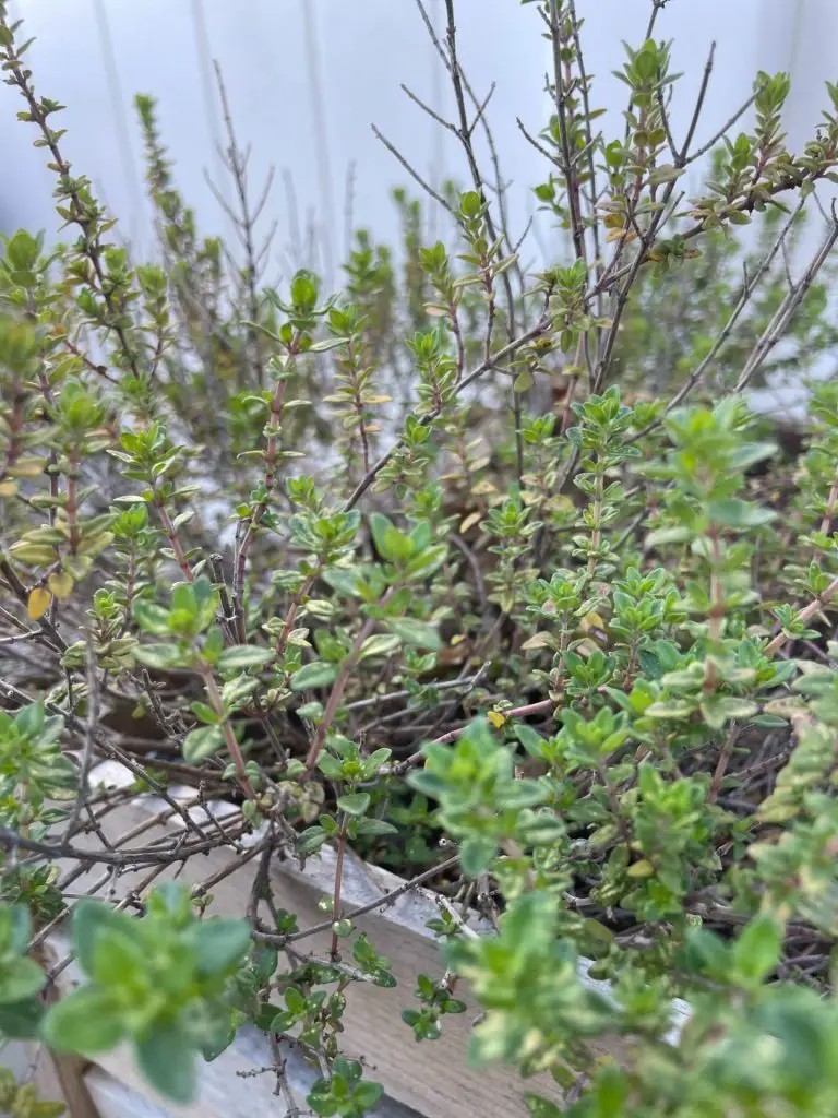 A close up of thyme.