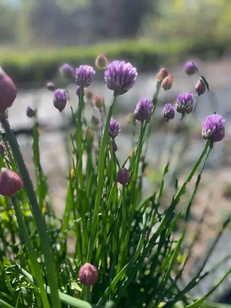 the ample garden