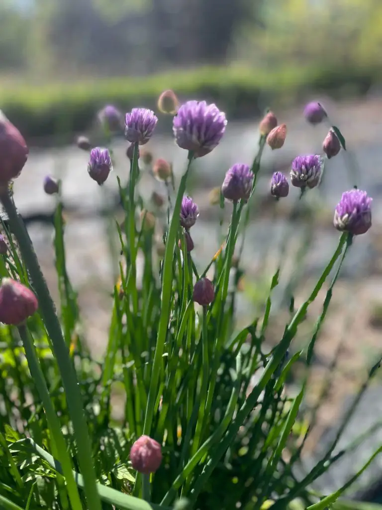 A close up fo chives. Some are flowering with purple flowers.