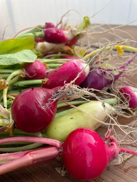 A close up of radishes.