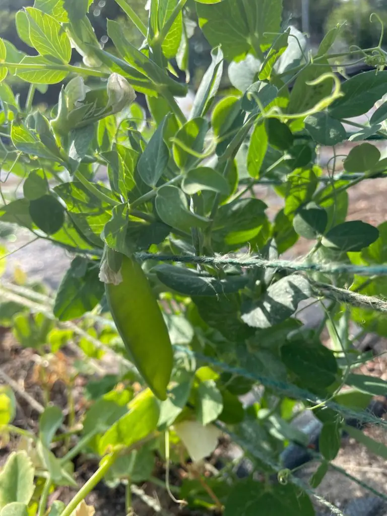 A close up of a sugar snap pea.