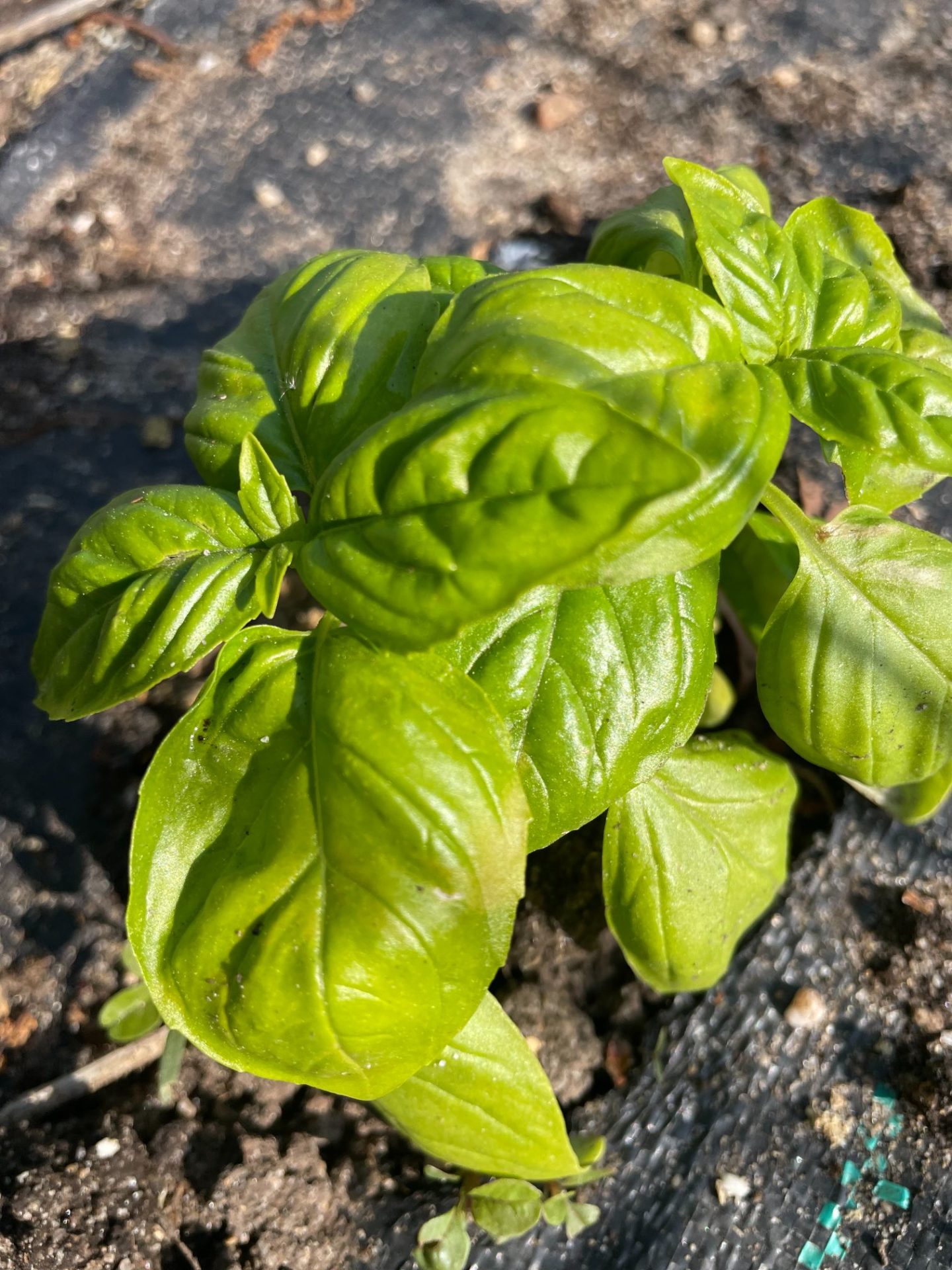 Close up of basil leaves.