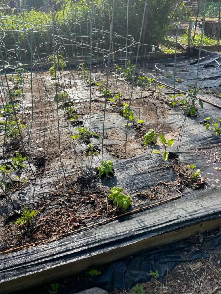 A close up of a spaced out garden.