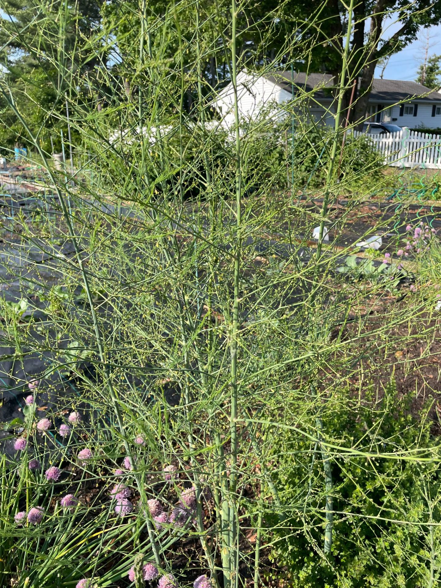 Close up of asparagus crowns gone to flower.