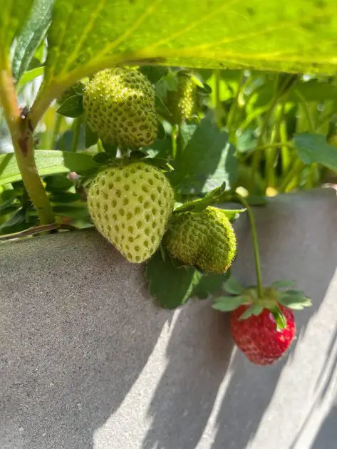 A close up of strawberries growing in a container.