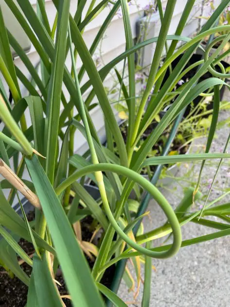 Close up of a garlic scape. Grow garlic in containers