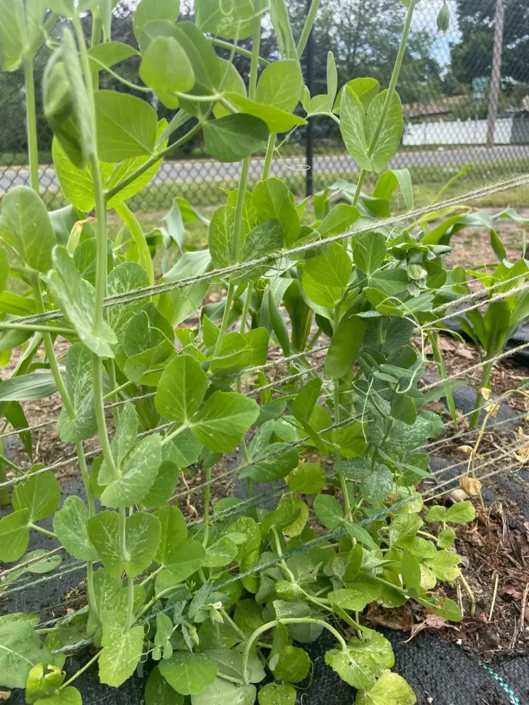 A picture of trellised peas.