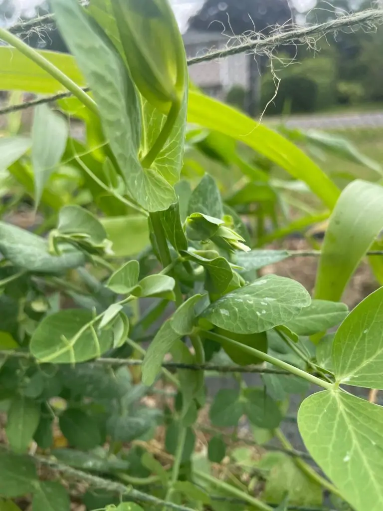 Close up of snap pea pods.