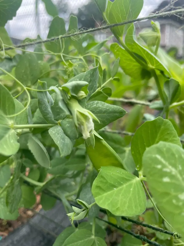 A close up of a snap pea flower.