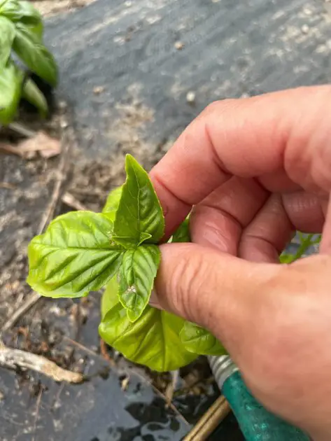 A close up of basil leaves being picked.