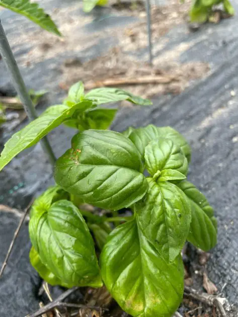 A close up of basil growing. Great herbs to grow and dry.