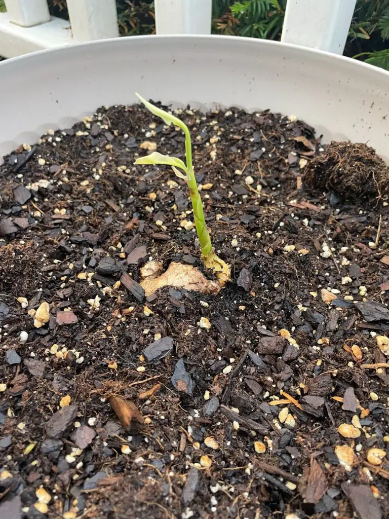 Close up of potted ginger sprouting.