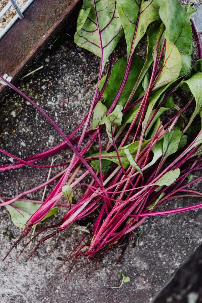 A close up of beet roots.