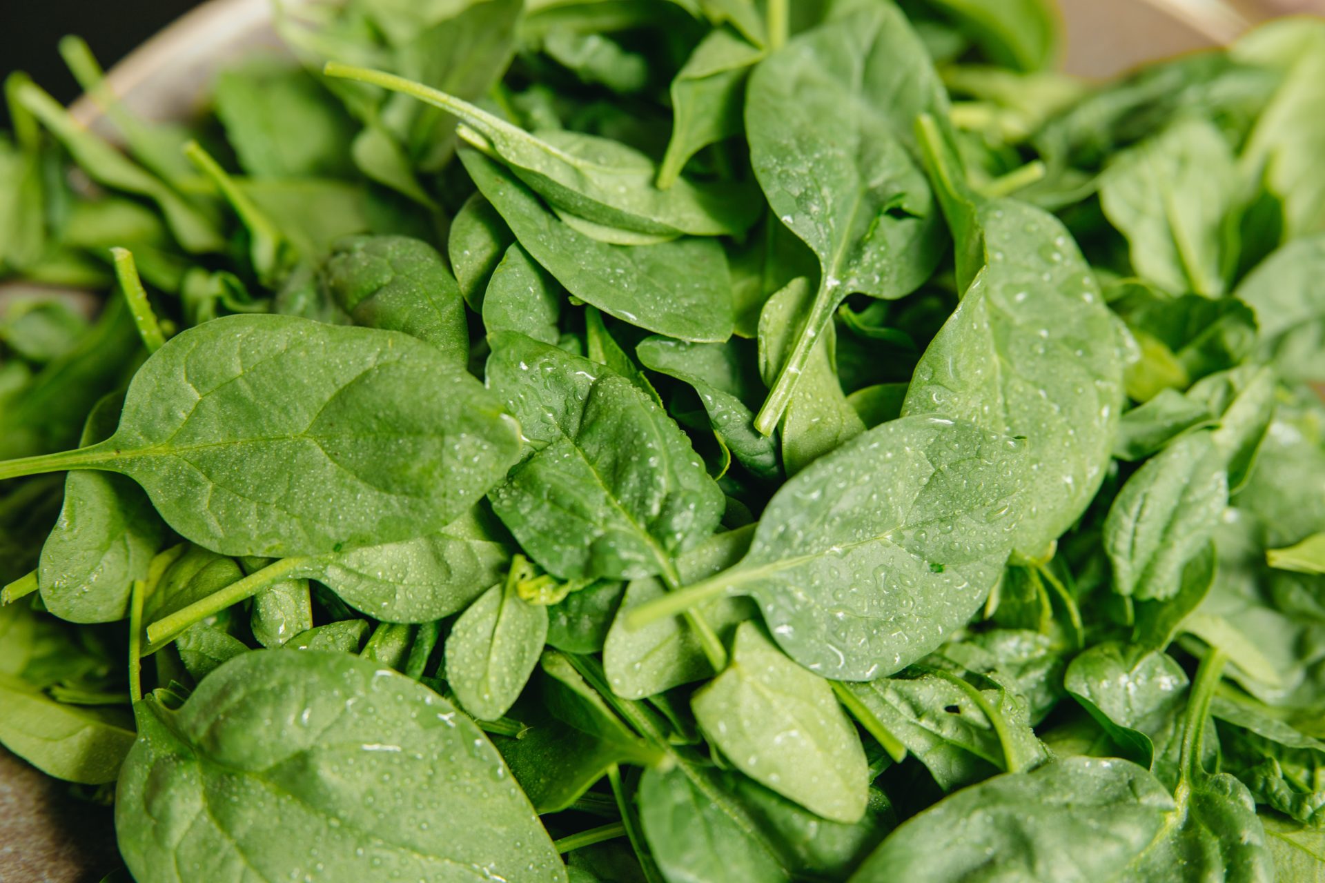 A close up of harvested spinach leaves.