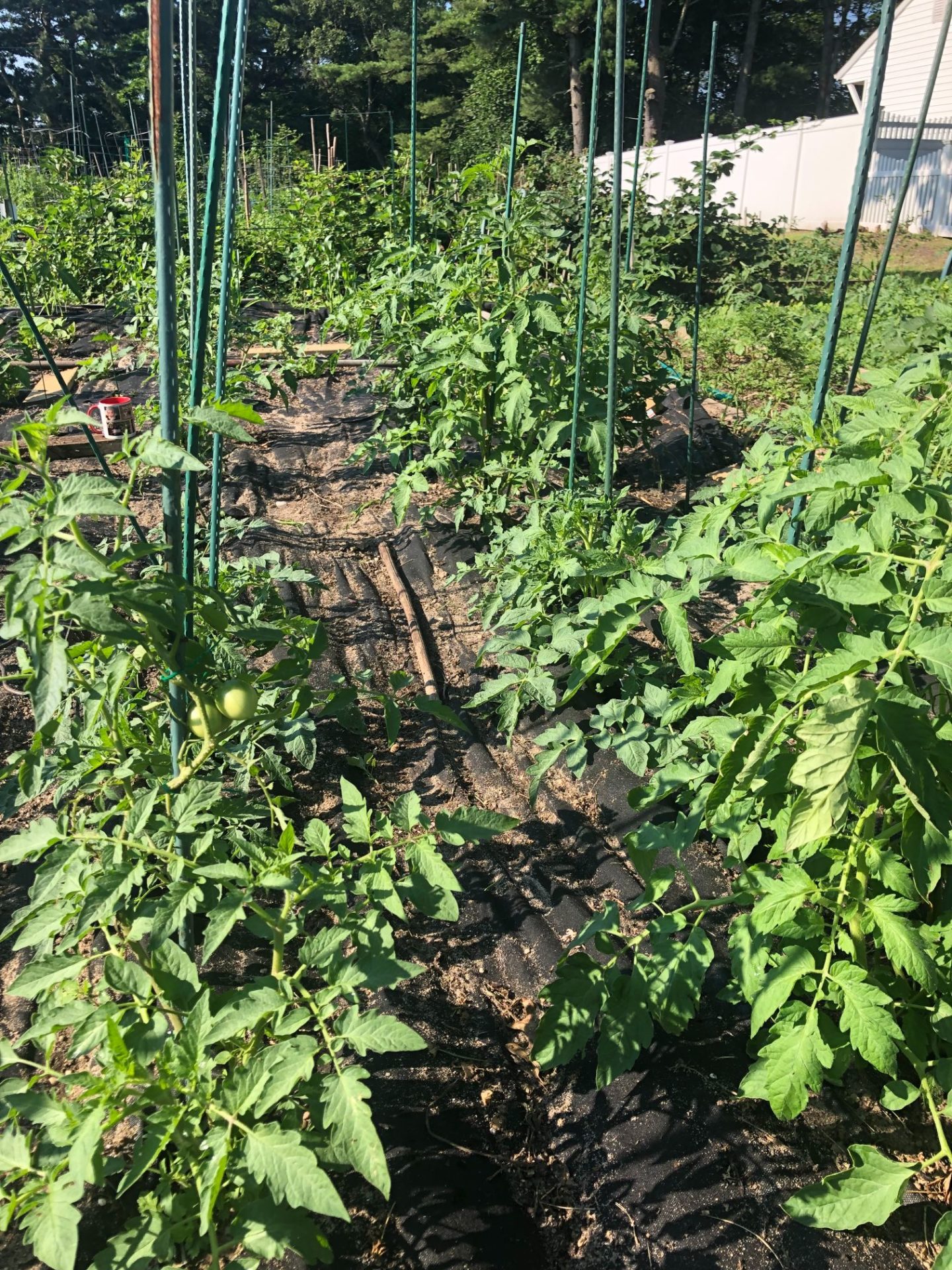 Rows of tomatoes growing in the garden.