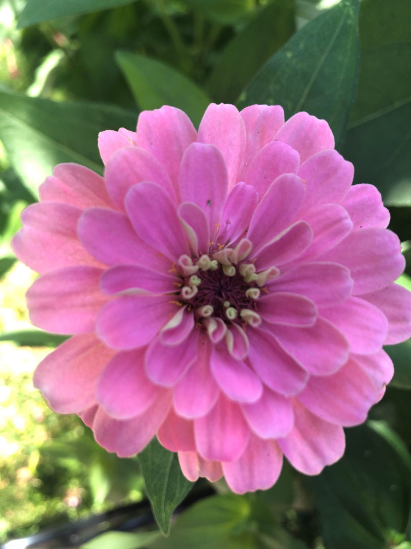 Close up of a light pink zinnia.