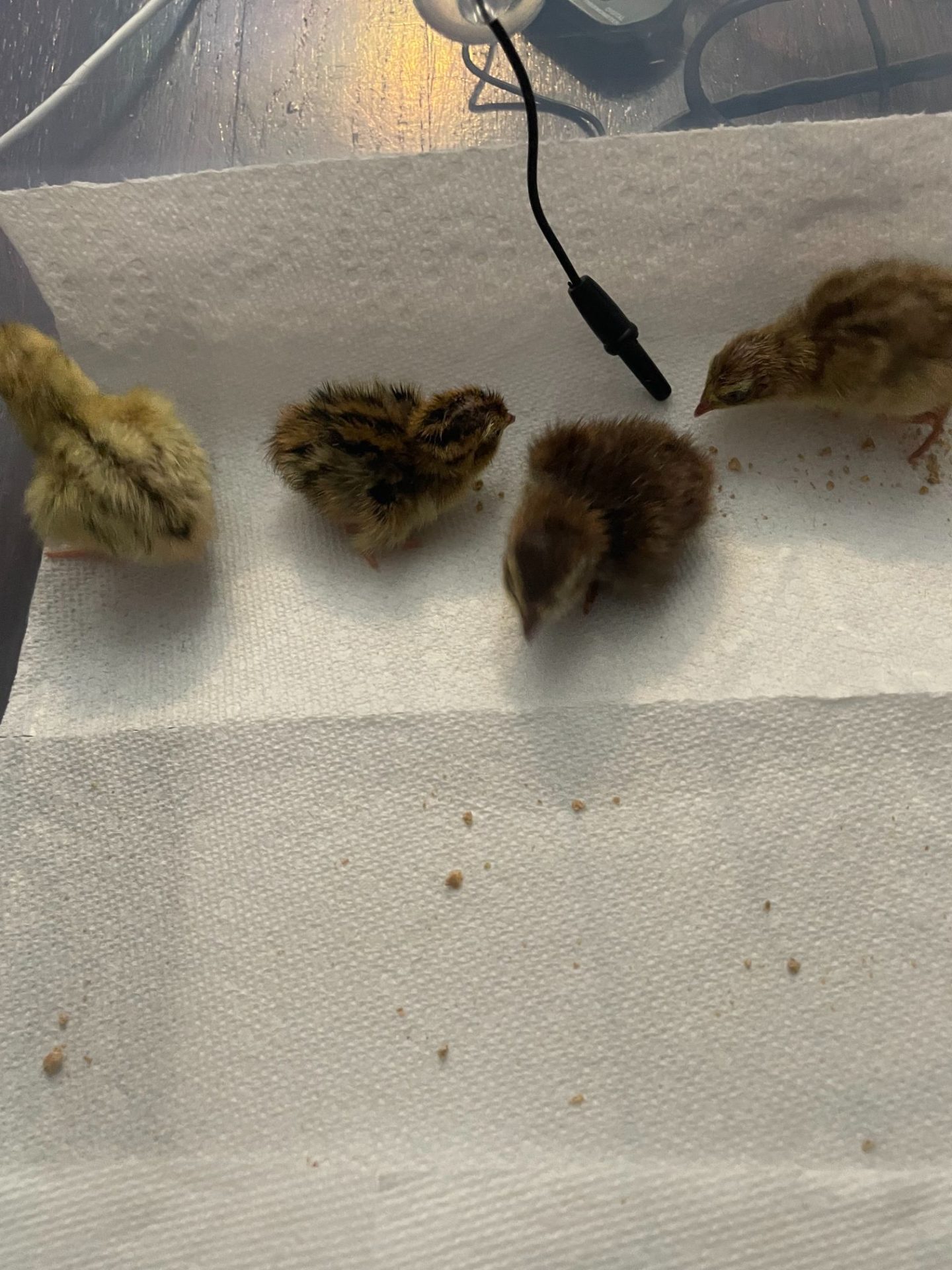 Close up of chicks in their brooder.