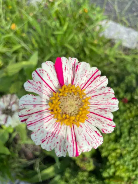 Close up of a white and pink zinnia. best cut flowers to grow from seed