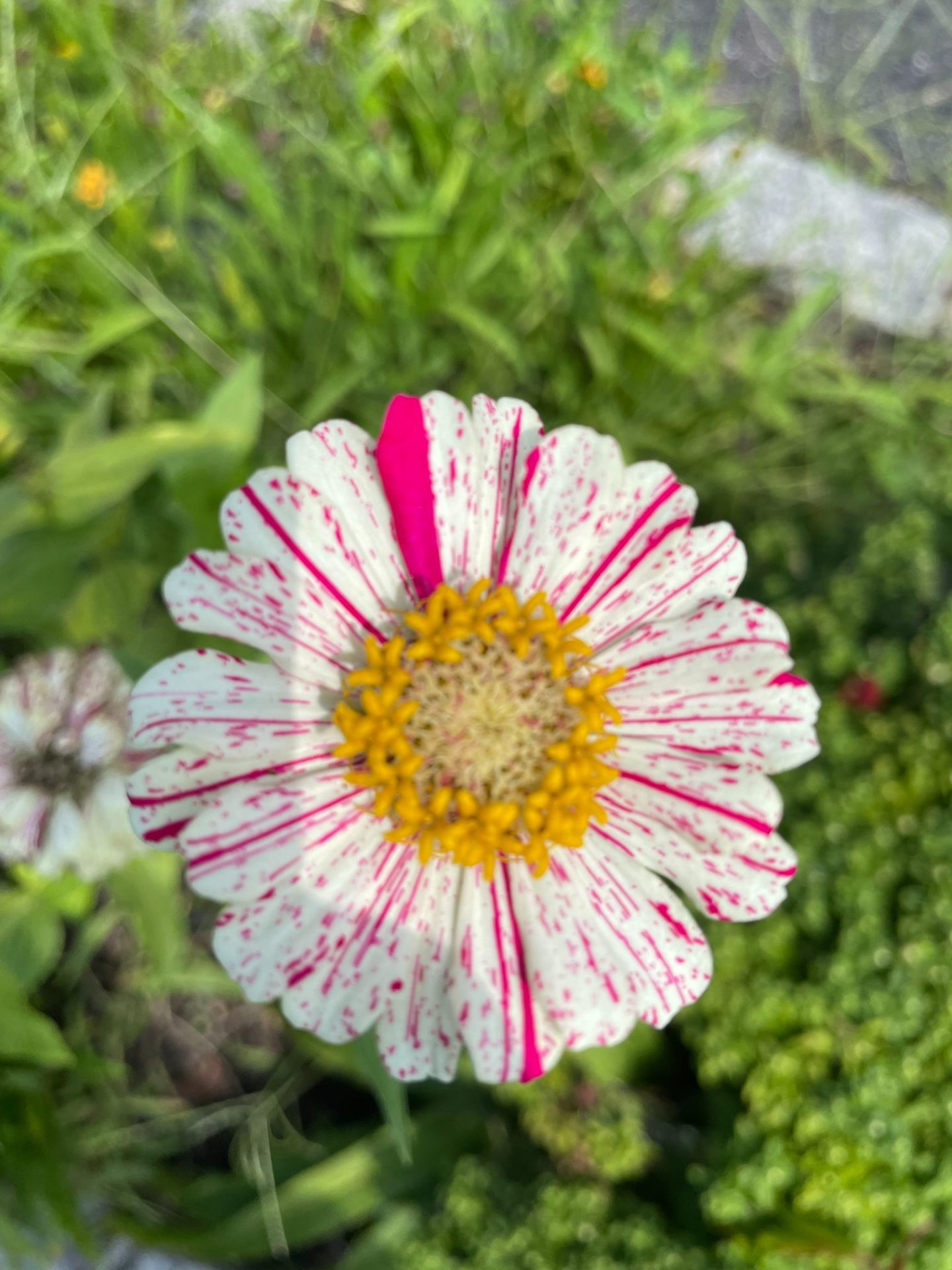 Close up of a white and pink zinnia. best cut flowers to grow from seed