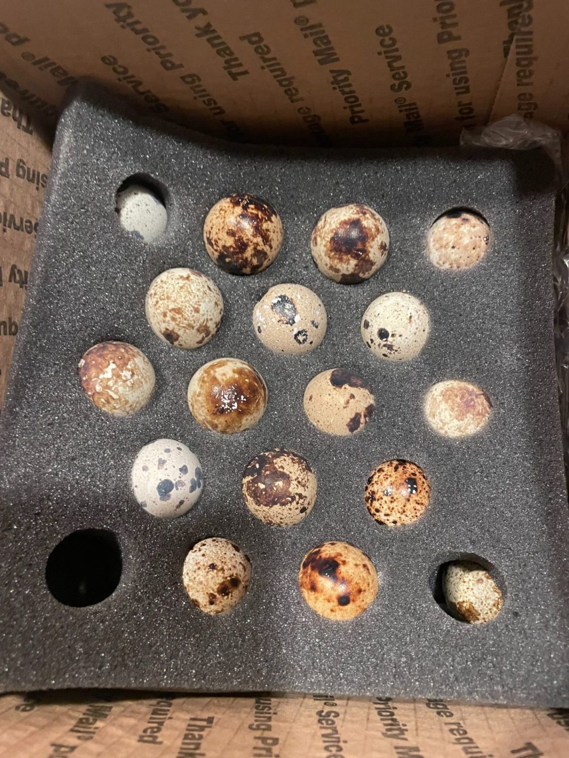 ULTIMATE GUIDE TO INCUBATING COTURNIX QUAIL EGGS The Ample Garden