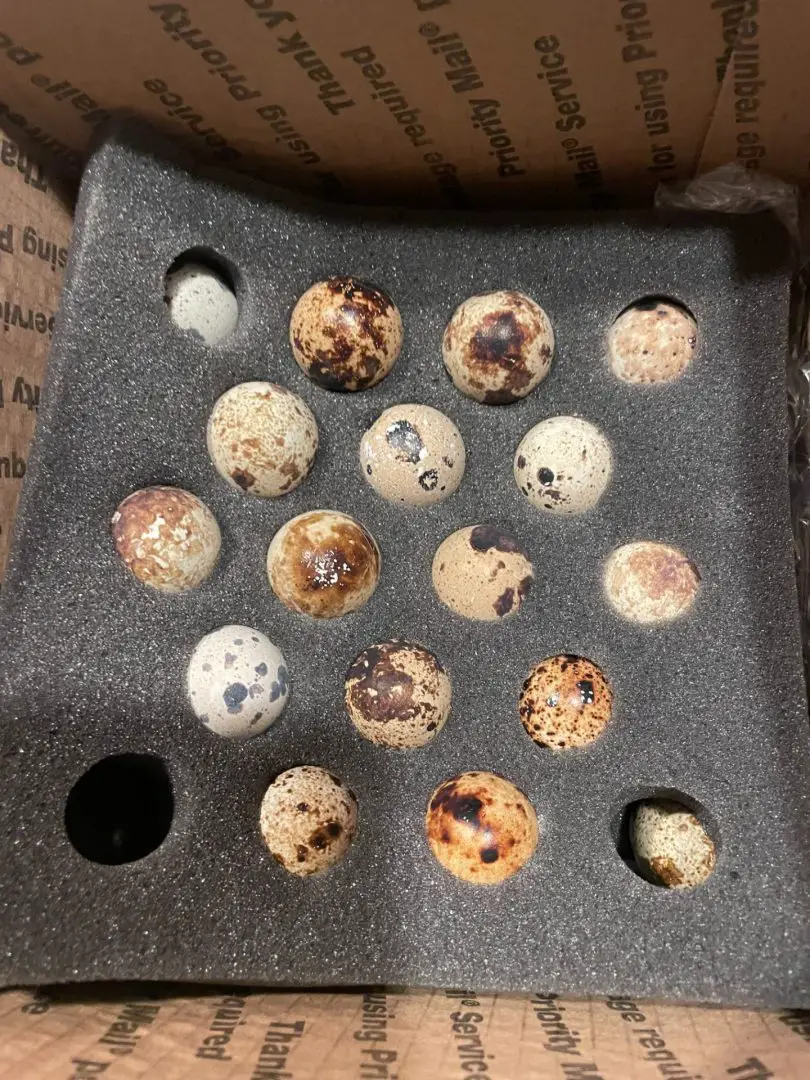 ULTIMATE GUIDE TO INCUBATING COTURNIX QUAIL EGGS - The Ample Garden