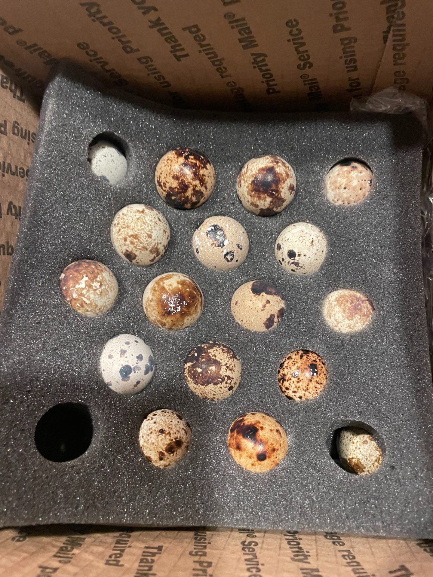 A close up of jumbo Cortunix eggs in a styrofoam case.