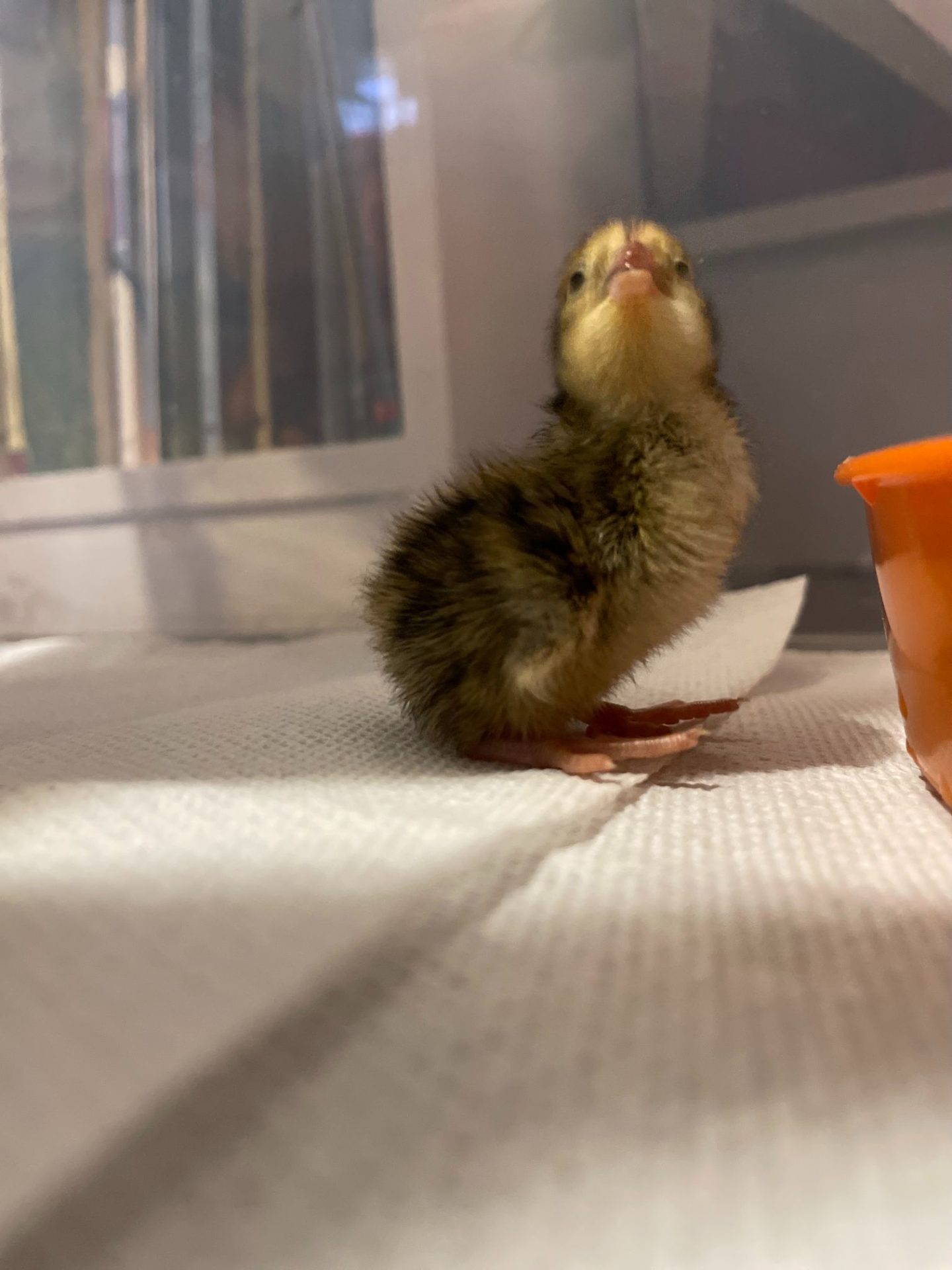 A baby quail chick all fluffed up and in its brooder.