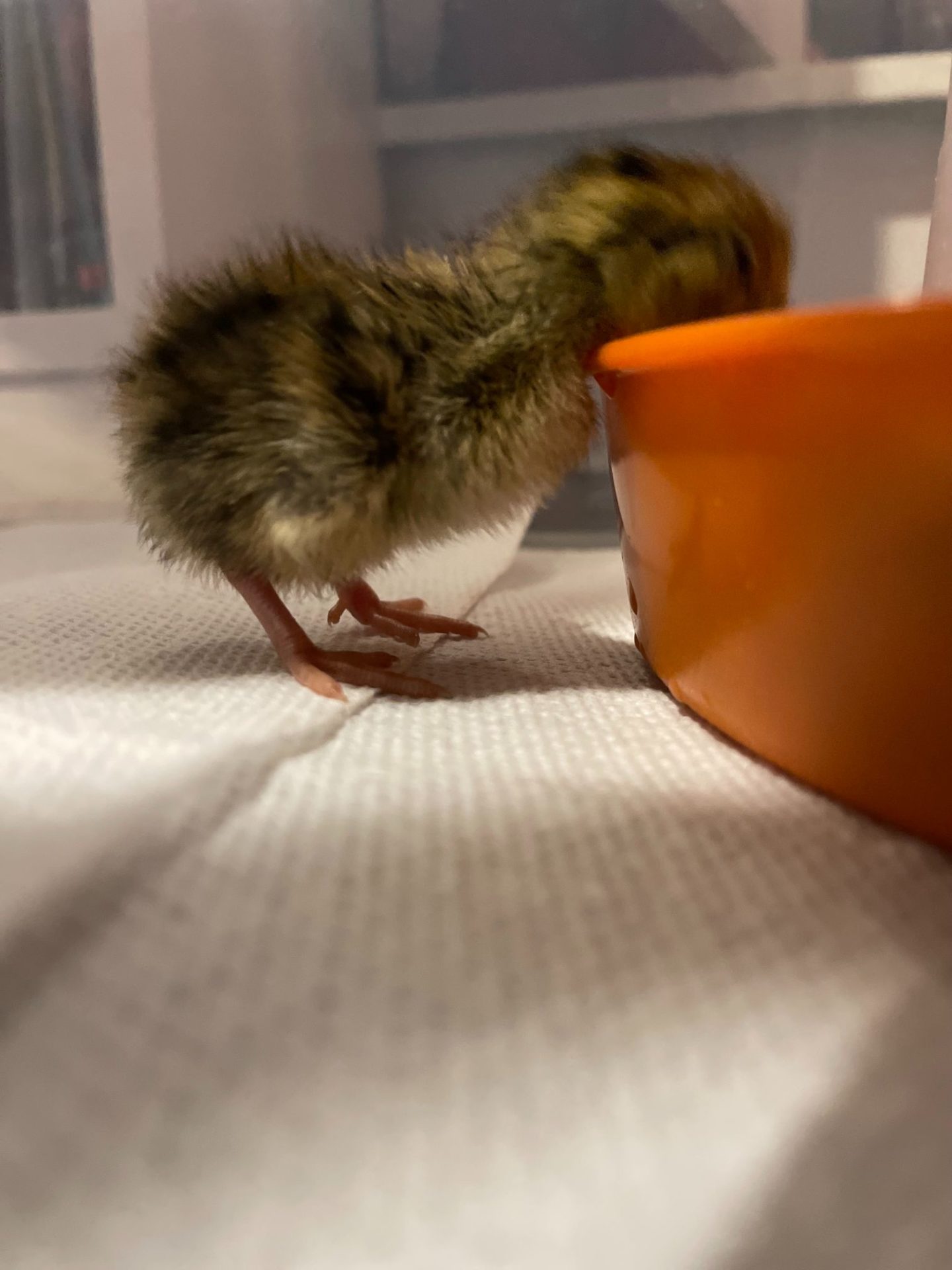 A close up of a baby quail chick drinking water.