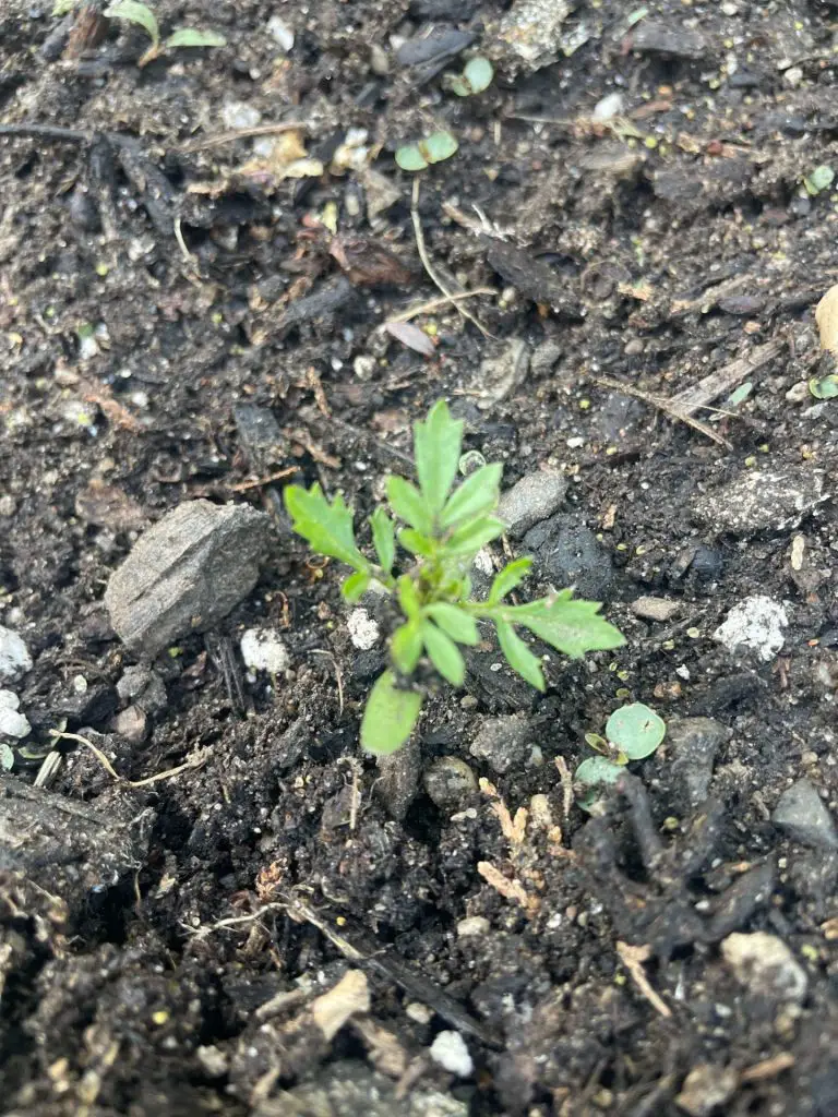 Close up of marigold seedling.