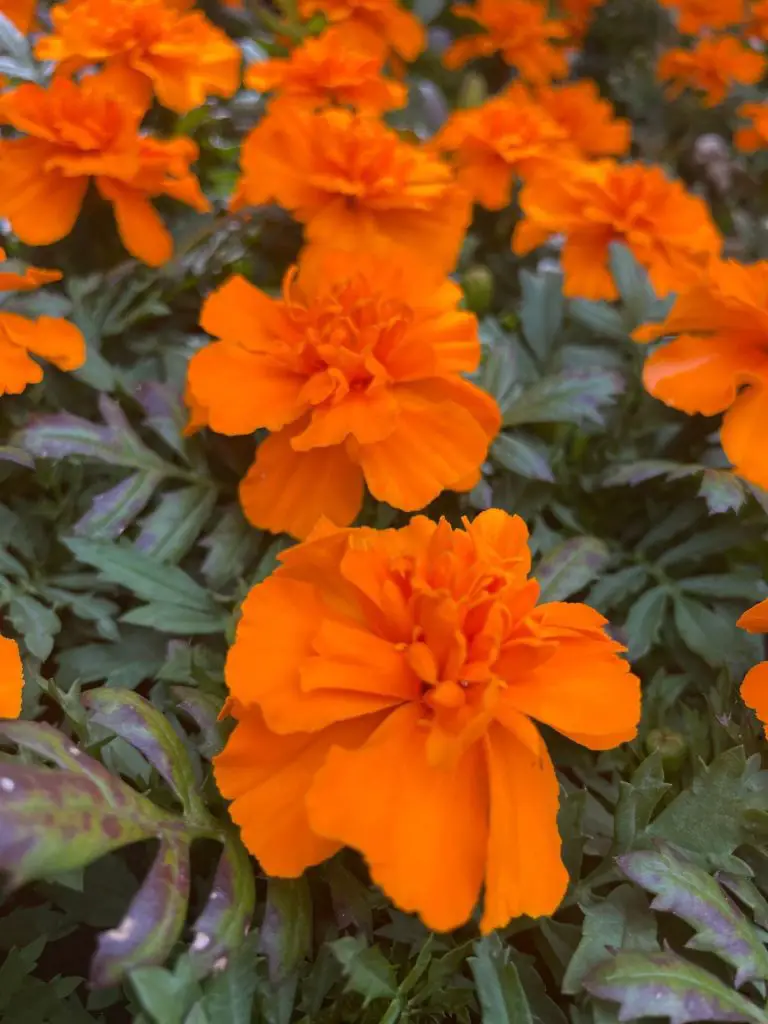 Close up of orange marigolds.