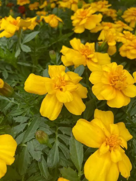 Close up of yellow marigolds.