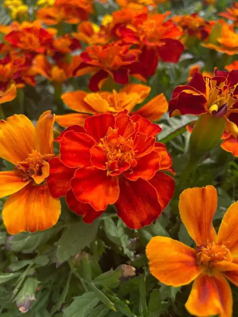 Close up of orange marigolds.