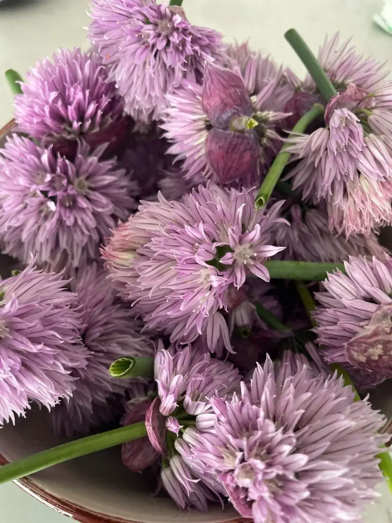 A close up of chive flowers.