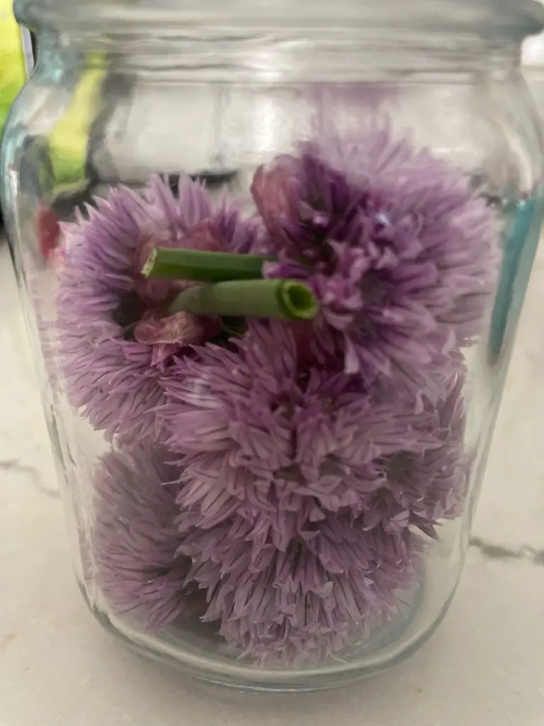 A close up of chive flowers in a jar.