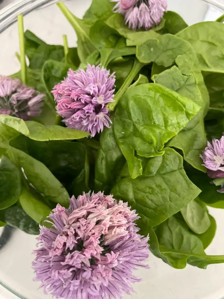 A close up picture of chives in a spinach salad.