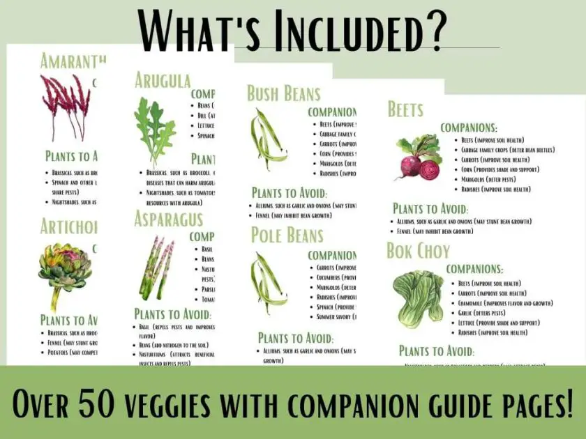 Square Foot Garden Guide - The Ample Garden