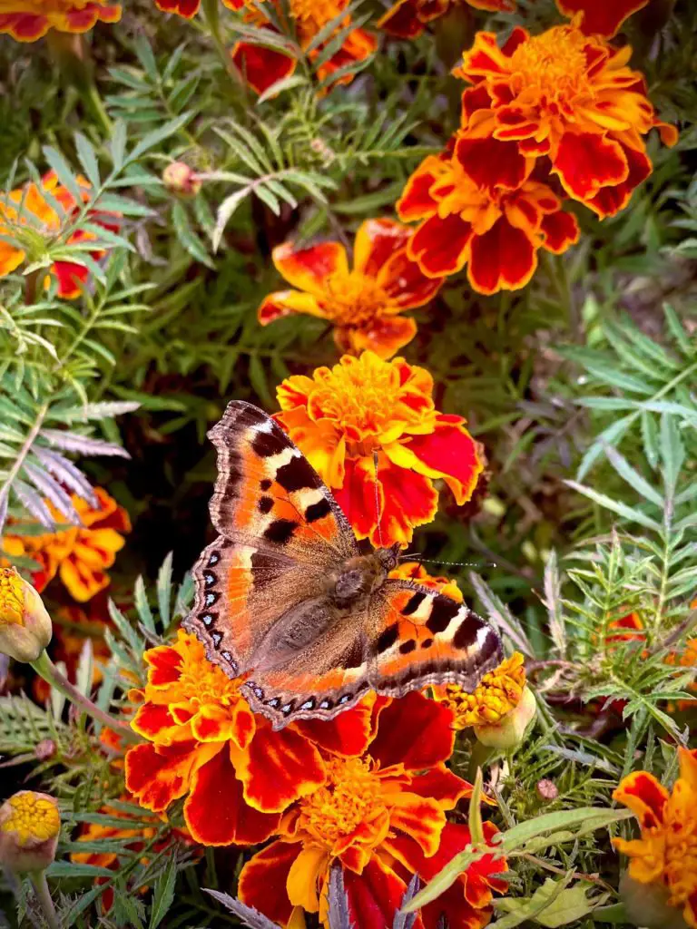 Close up of marigolds with a butterfly.